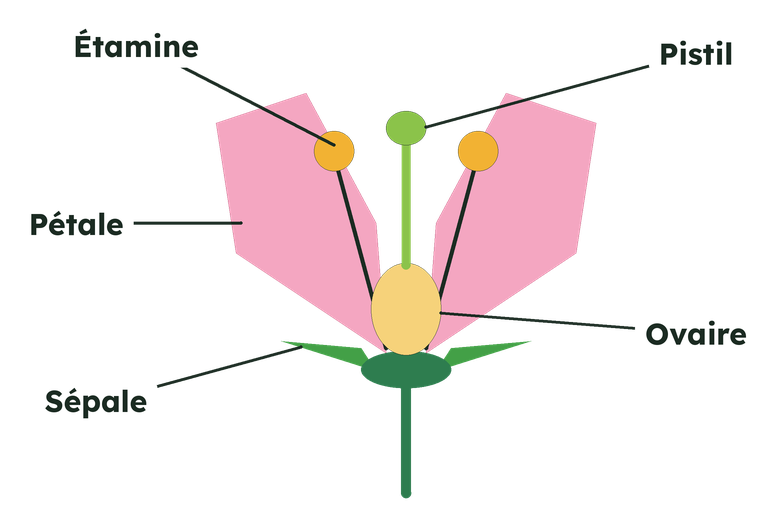 Coupe d'une fleur : sépales et pétales autour des étamines et du pistil, dont l'ovaire est à la base.