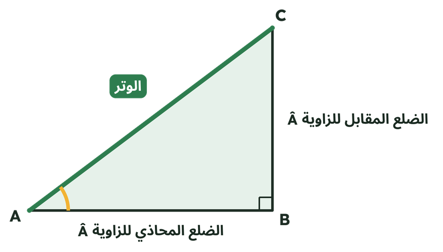 المثلث ABC القائم الزاوية في B: AC هو الوتر، AB هو الضلع المحاذي للزاوية Â و BC هو الضلع المقابل للزاوية Â.